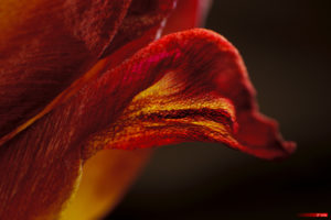 Tulip Stamen 2103-21